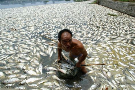 A worker trying clean up from dead fish (Source: avaxnews.net)